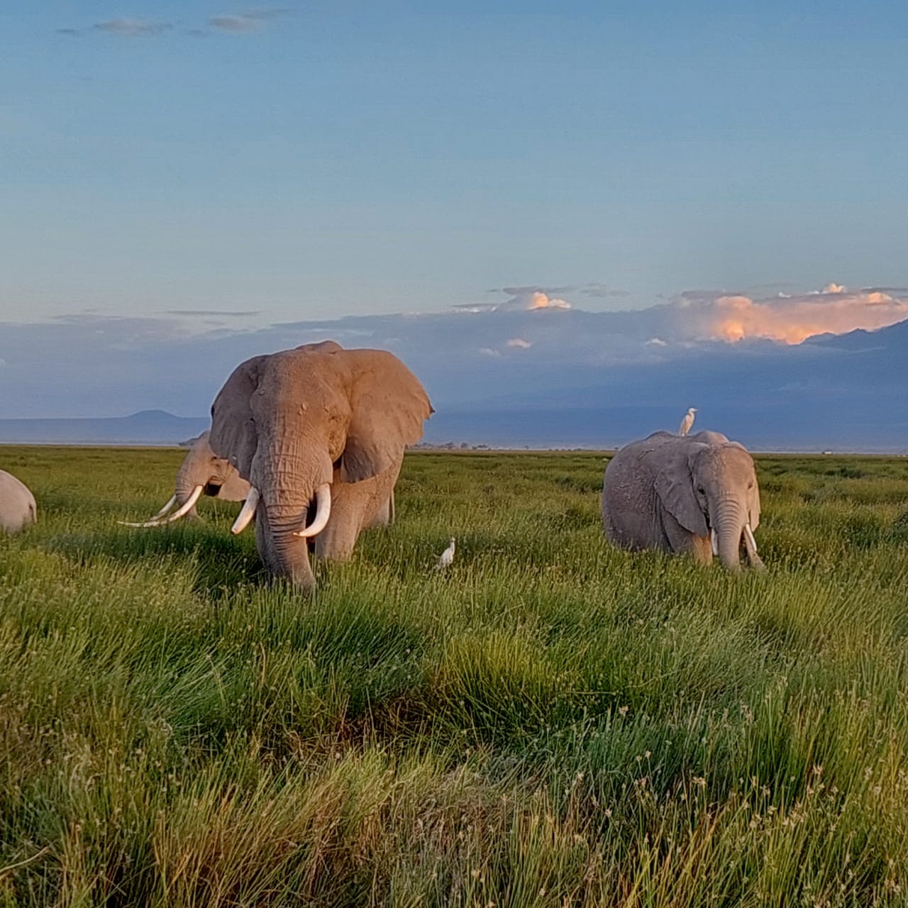 Kenya safari journey